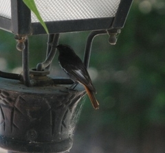 Phoenicurus ochruros