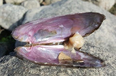 Potamilus alatus