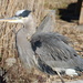 Northeastern Great Blue Heron - Photo (c) Ty Smith, some rights reserved (CC BY-NC), uploaded by Ty Smith