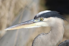 Ardea herodias herodias