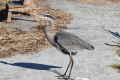Ardea herodias herodias