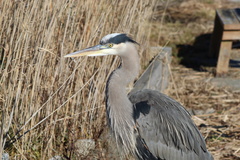 Ardea herodias herodias
