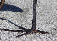 Ardea herodias herodias
