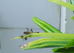 Erythrodiplax umbrata