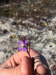 Heliophila adpressa