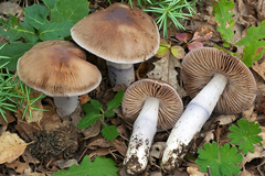 Cortinarius livido-ochraceus