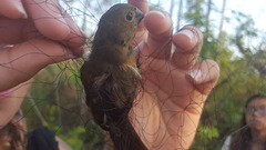 Cyanoloxia cyanoides