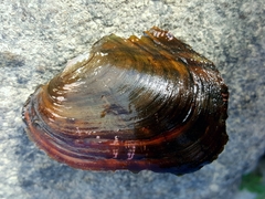 Potamilus alatus