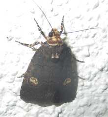 Athetis leuconephra