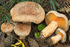 Lactarius quieticolor