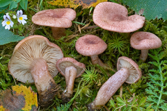 Lactarius spinosulus