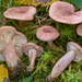 Lilacscale Milkcap - Photo (c) Federico Calledda, some rights reserved (CC BY-NC), uploaded by Federico Calledda