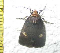 Athetis leuconephra