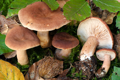 Lactarius subdulcis