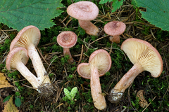Lactarius spinosulus