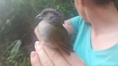 Arremonops chloronotus