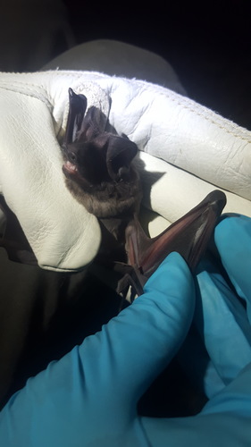 Florida Bonneted Bat