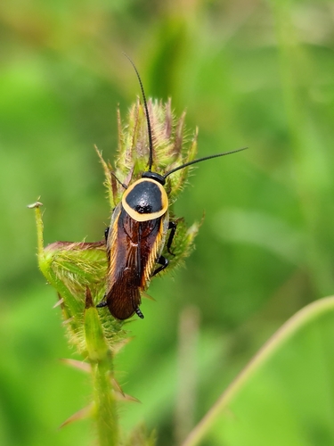 Pseudomops neglectus photo 3