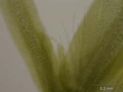 Fissidens polyphyllus