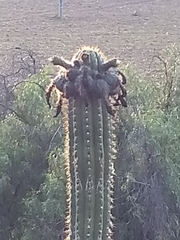 Trichocereus tacaquirensis