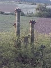 Trichocereus tacaquirensis