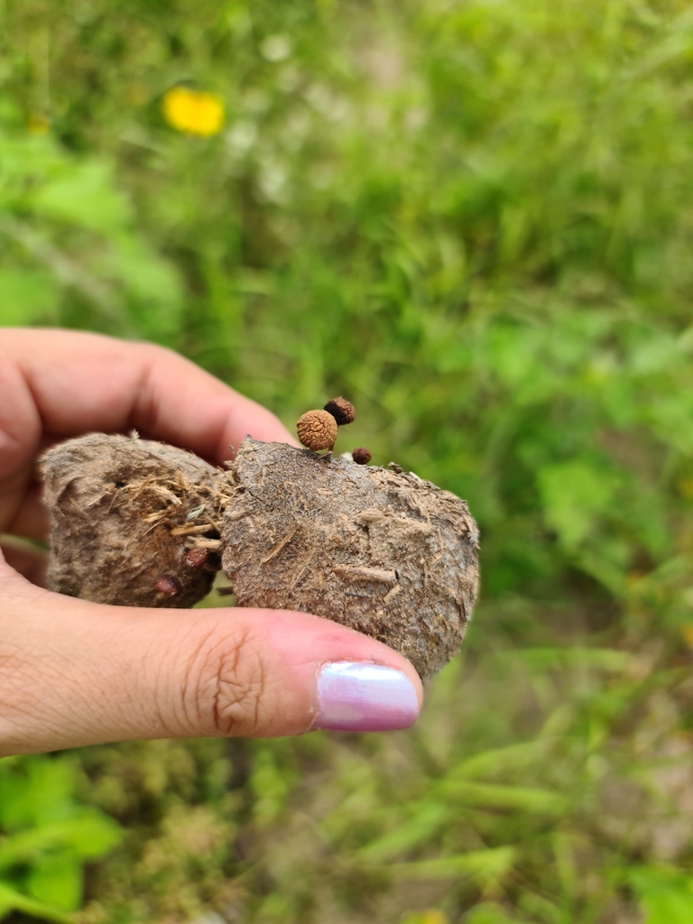 Deconica coprophila · January 2021 · photo: © soolquipildor (iNaturalist, cc-by-sa)