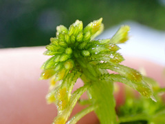 Sphagnum fallax