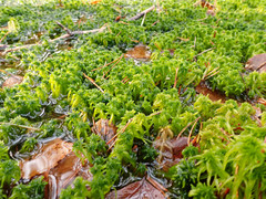 Sphagnum fallax