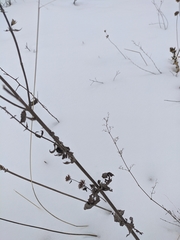 Linaria biebersteinii