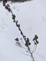 Linaria biebersteinii