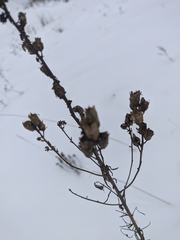Linaria biebersteinii