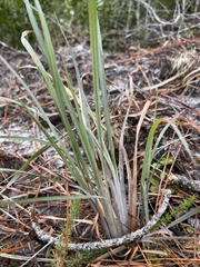 Andropogon capillipes