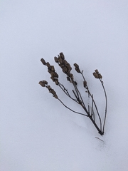 Linaria biebersteinii