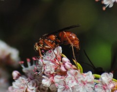 Tachypompilus unicolor