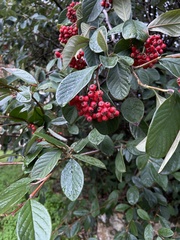 Cotoneaster glaucophyllus