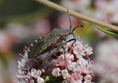 Catorhintha apicalis