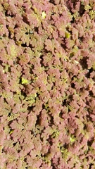 Azolla microphylla
