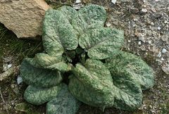 Cousinia outichaschensis