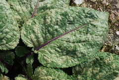 Cousinia outichaschensis