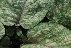 Cousinia outichaschensis