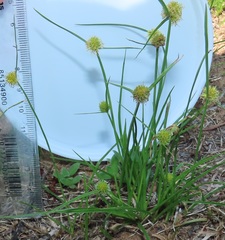 Cyperus alatus