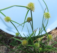 Cyperus alatus