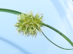 Cyperus alatus