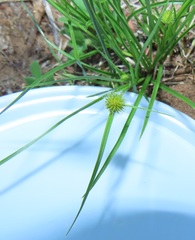 Cyperus alatus