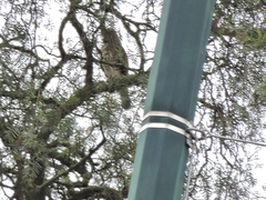 Buteo platypterus
