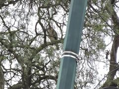 Buteo platypterus