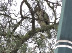 Buteo platypterus