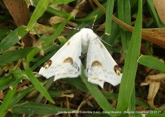 Sericoptera mahometaria