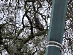 Buteo platypterus