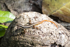 Sphenomorphus dussumieri